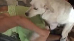 Зрелка с шикарной жопой долбится с собакой