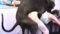 Большой пес насаживает на член худенькую зоофилку